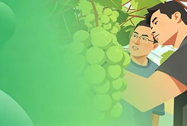 阳光玫瑰枝条绑缚技术规范