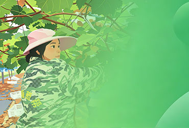 阳光玫瑰枝条绑缚技术规范