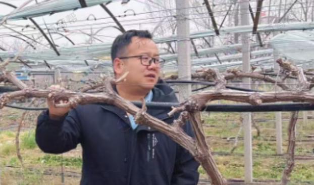 葡萄早春施肥能不能用尿素+二铵能