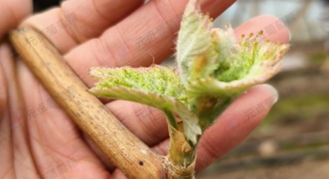 阳光玫瑰1-2叶期管理攻略｜避坑指南+病虫防控+促花技巧，稳保全年产量