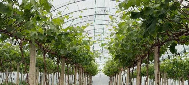 阳光玫瑰种植：放弃跟风改种，6-8 元 / 公斤也能踏实养家