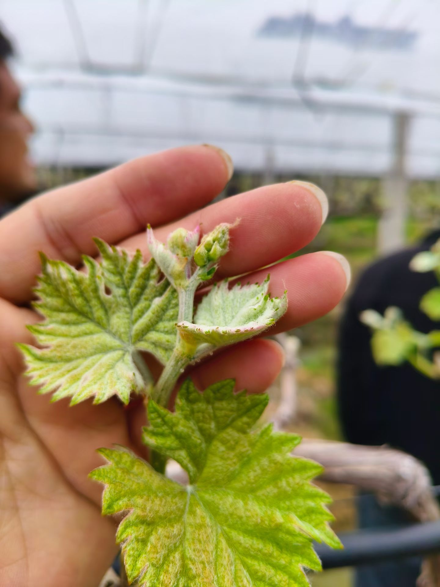 阳光玫瑰葡萄2-5叶期 农事日志