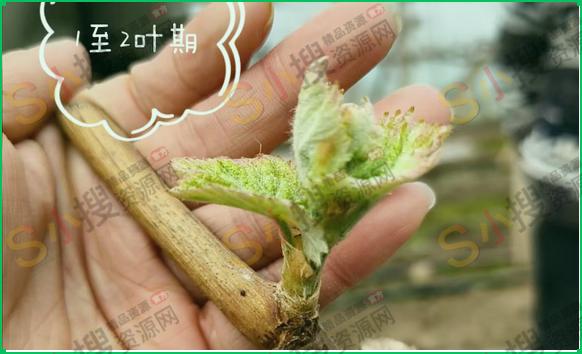 阳光玫瑰1-2叶期管理重点+禁忌